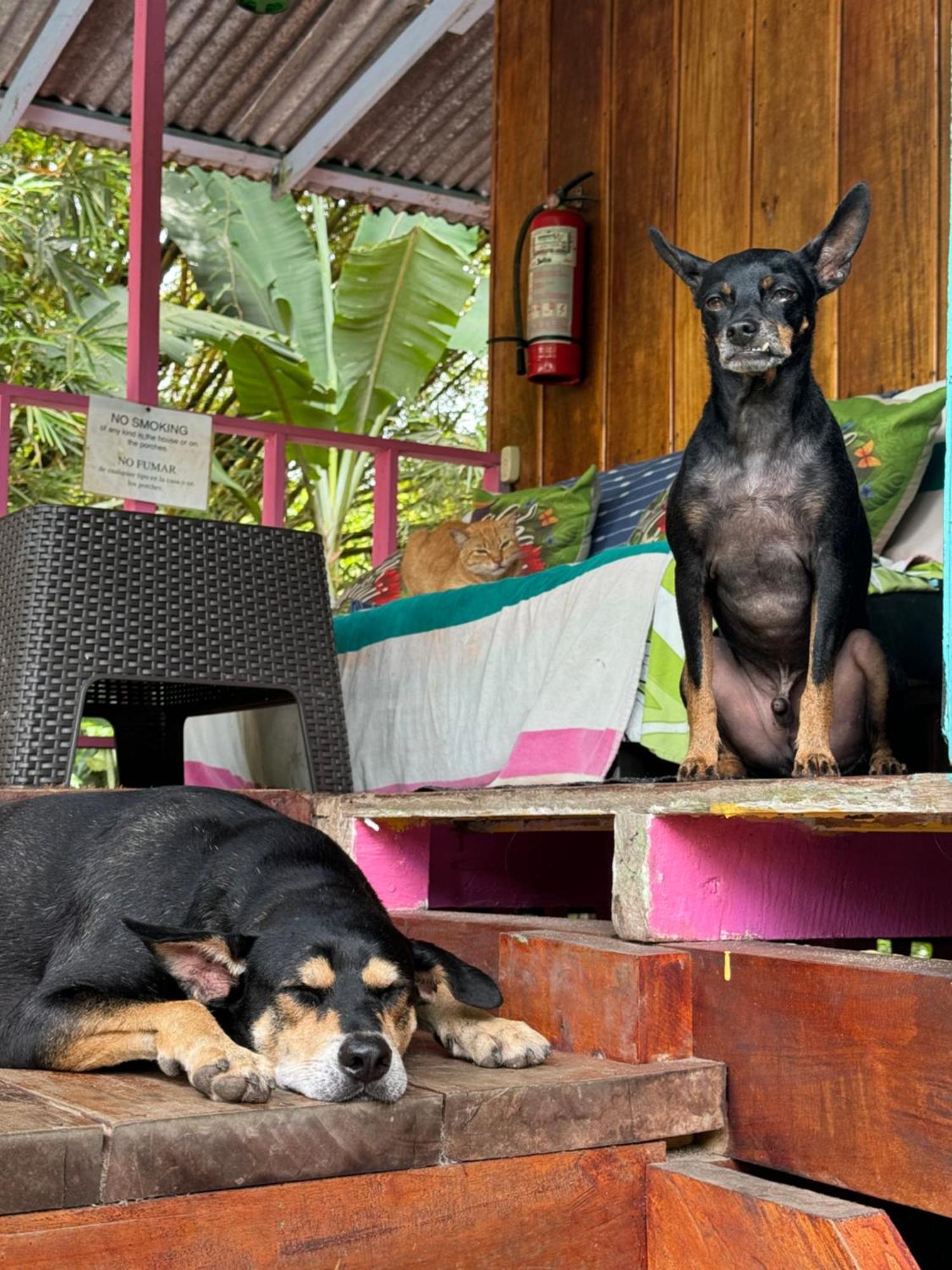 Hidden Jungle Beach House Puerto Viejo de Talamanca 外观 照片